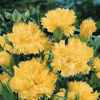 dianthus_carnation_grenadin_golden_sun_2