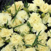 dianthus_carnation_lemon_fizz_2