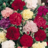dianthus_chabaud_giant_mix_2