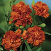 dianthus_chabaud_giant_orange_sherbett_22
