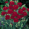 dianthus_grenadin_cardinal_2