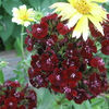 dianthus_sooty_2