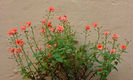 diascia-flowers