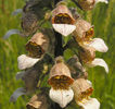 digilaherb