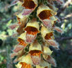 Digitalis%20lanata%20%20Flowers%20JWB12