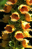 Digitalis