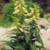 digitalis_carillon_3