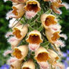 digitalis_giant_yellow_herold_3