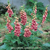 digitalis_mertonensis_pop-up