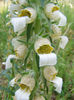 Digitalis1