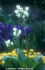 Dodecatheon%20meadia%20