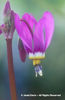 Dodecatheon%20pulchellum%20