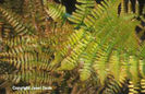 Dryopteris%20erythrosora