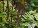 Dryopteris_erythrosa_brilliance_5467~2