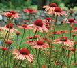 echinacea big sky sundown