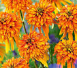 echinacea cone-fections marmalade