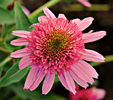 echinacea double scoop bubble gum