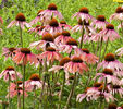 echinacea purpurea big sky summer sky