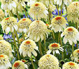echinacea purpurea cone-fections milkshake