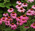 echinacea purpurea magnus