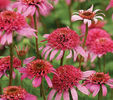 echinacea purpurea pink double delight