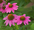 echinacea purpurea powwow wild berry gasit