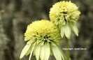 Echinacea%20
