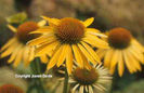 Echinacea%20