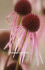 Echinacea%20pallida