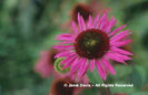 Echinacea%20purpurea%20