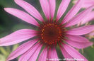 Echinacea%20purpurea%20