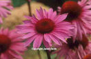 Echinacea%20purpurea%20