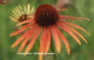 Echinacea%20purpurea%20