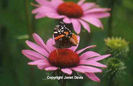Echinacea%20purpurea%20