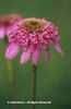 Echinacea%20