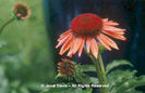Echinacea%20