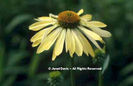 Echinacea%20
