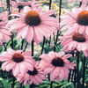 echinacea_bravado_22