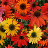 echinacea_cheyenne_spirit_pop-up