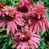 echinacea_double_decker_gasit