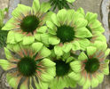 ECHINACEA_Green_Envy