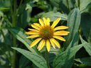 echinacea_harvest_moon