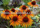 Echinacea_Herb_P_E_Echinacea_purpurea_extract