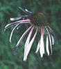 echinacea_pallida