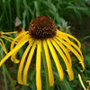 echinacea_paradoxa_3