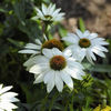 echinacea_powwow_white_gasit