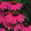 echinacea_powwow_wild_berry_gasit
