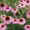 echinacea_prairie_splendor_pop-up