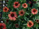 echinacea_sundown