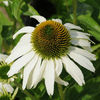 echinacea_white_swan gasit